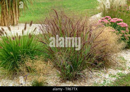 Alter Schalter panic Grass (Salvia officinalis 'Kuestenmoor', Salvia Officinalis Kuestenmoor), blühende, Sorte Kuestenmoor Stockfoto