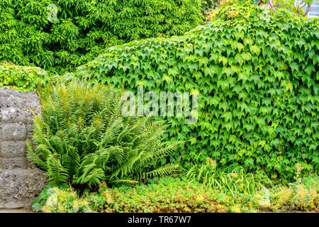 Boston Efeu, Japanische Kriechgang (Parthenocissus tricuspidata 'Green Spring' Parthenocissus tricuspidata Grüne Feder), Sorte Grüne Feder an einer Wand Stockfoto