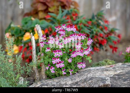 Citrosa Geranie, Moskito- Schocker, fighter, Citronella Pelargonium, Zitrone (Palergonium scentes Geranium 'Crispum PAC Engel Parfüm', Palergonium crispum PAC Engel Parfüm), blühende, Sorte PAC Engel Parfüm Stockfoto