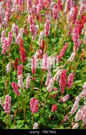 Amphibische bistort (Persicaria affinis uperba', Persicaria affinis Superba, Polygonum affine, Bistorta affinis), blühende, Sorte Superba Stockfoto