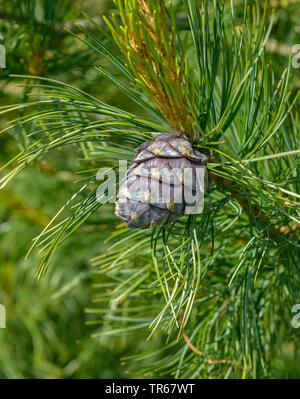 Die Zirbe, Zirbelkiefer (Pinus cembra), Zweigniederlassung, mit Kegel, Deutschland Stockfoto