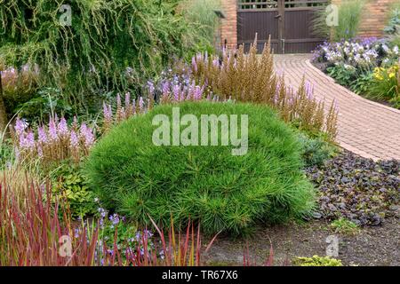 Europäische schwarze Kiefer, Österreichische Kiefer, schwarze Kiefer, korsische Kiefer (Pinus nigra 'Brepo' Pierrick Bregeon, Pierrick Bregeon Brepo Pinus nigra), Sorte Pierrick Bregeon Brepo, Deutschland, Niedersachsen Stockfoto