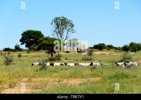 Die Ziege (Capra Hircus, Capra aegagrus f. hircus), Herde von Ziegen in der Savanne vor der traditionellen Hütte, Botswana, Kuke Stockfoto