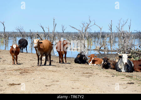 Inländische Rinder (Bos primigenius f. Taurus), Rinder am See ergiessende Okawango, Botswana, See ergiessende Okawango Stockfoto