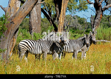 Burchell's Zebra, Zebra, Zebras (Equus quagga burchelli, Equus burchelli), Herde grasen in der Savanne, Botswana, Khwai River in der Nähe, Okovango Stockfoto