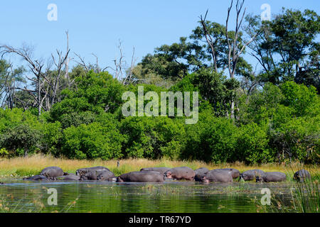 Hippopotamus, Flusspferd, gemeinsame Flusspferd (Hippopotamus amphibius), Nilpferde im Okawango-Delta, Botswana, Okovango Delta Stockfoto