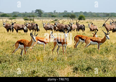 Springböcke, Springböcke (Antidorcas marsupialis), Herden von springbucks und gemsbucks in der Savanne, Botswana, Central Kalahari Game Reserve, Deception Valley Stockfoto