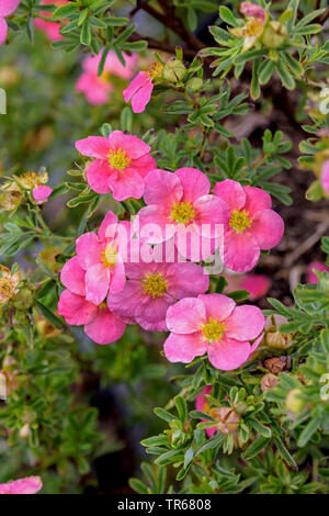 Strauchigen cinquefoil, gelbe Rose (Potentilla fruticosa 'Bellissima', Potentilla fruticosa Bellissima), blühende, Sorte Bellissima Stockfoto