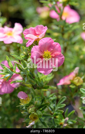 Strauchigen cinquefoil, gelbe Rose (Potentilla fruticosa 'Bellissima', Potentilla fruticosa Bellissima), blühende, Sorte Bellissima Stockfoto
