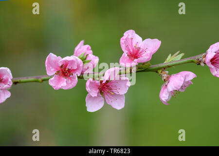 Pfirsich (Prunus Persica 'Bero', Prunus Persica Bero), blühender Zweig, Sorte Bero, Deutschland, Sachsen Stockfoto