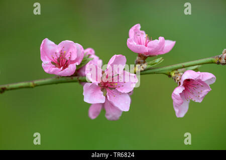 Pfirsich (Prunus Persica 'Bero', Prunus Persica Bero), blühender Zweig, Sorte Bero Stockfoto