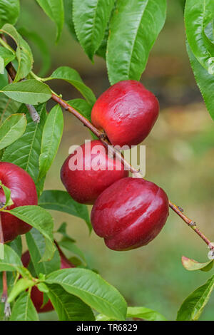 Nektarine (Prunus Persica 'Big Bang', Prunus Persica Big Bang, Prunus Persica var. nectarina, Prunus nectarina), nactarines auf einem Baum, Sorte Big Bang Stockfoto