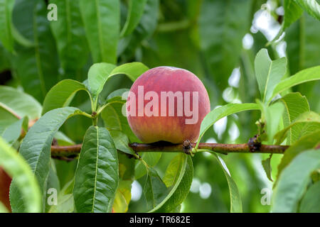 Pfirsich (Prunus Persica 'Dixired', Prunus Persica Dixired), Pfirsich auf einem Baum, Sorte Dixired Stockfoto