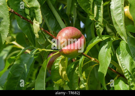 Platte Nektarine (Prunus Persica 'Frühen Platycarpa', Prunus Persica frühen Platycarpa, Prunus Persica var. nectarina, Prunus nectarina), Nektarine auf einem Baum, Sorte früh Platycarpa Stockfoto