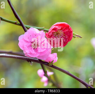 Pfirsich (Prunus Persica 'Melred Weinen', Prunus Persica Melred Weinen), die Blumen der Sorte Melred Weinen Stockfoto