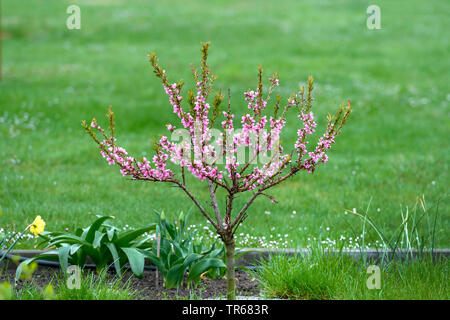 Pfirsich (Prunus Persica), Blühender Baum, Deutschland Stockfoto