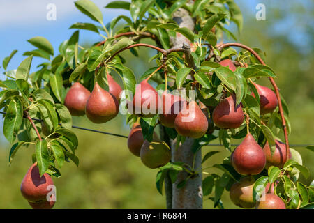 Birnbaum (Pyrus Communis 'Dicolor', Pyrus Communis Dicolor), Birnen auf einem Baum, Sorte Dicolor, Deutschland, Sachsen Stockfoto