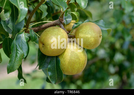 Birnbaum (Pyrus Communis 'Benita', Pyrus Communis Benita), Birnen auf einem Baum, Sorte Benita Stockfoto