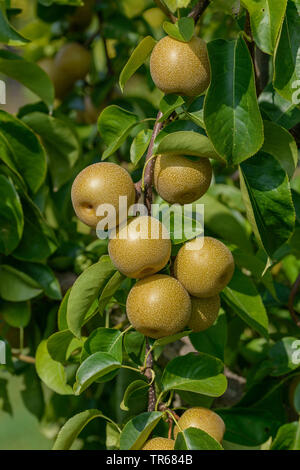Shinseiki asiatische Birne, asiatische Birne, Nashi Birne (Pyrus pyrifolia 'Hosui', Pyrus pyrifolia Hosui), Nashi Birnen auf einem Baum, Sorte Hosui Stockfoto