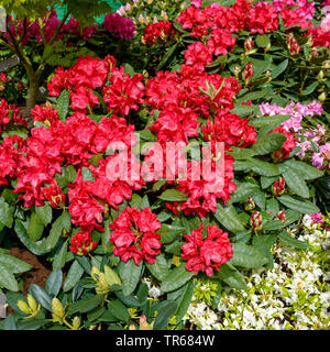 Rhododendron (Rhododendron Feuerschein), blühende, Sorte Feuerschein Stockfoto