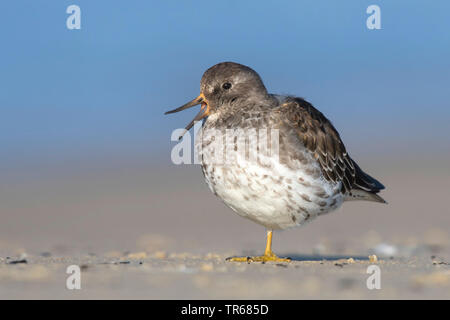 Meerstrandläufer (Calidris maritima), Stehen auf einem Bein in den Strand, Deutschland Stockfoto