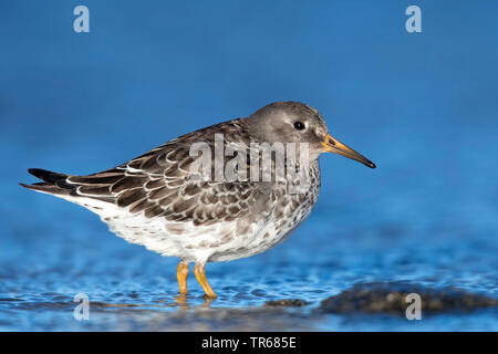 Meerstrandläufer (Calidris maritima), stehend im flachen Wasser, Seitenansicht, Deutschland Stockfoto