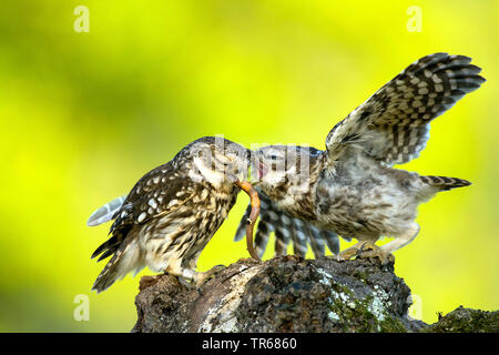 Steinkauz (Athene noctua), zwei kleine Eulen über einen Regenwurm streiten, Deutschland Stockfoto