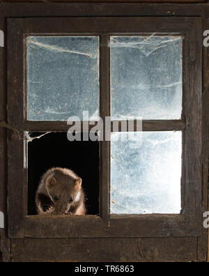 Steinmarder, Steinmarder, Weiße Breasted Marder (Martes foina), in das geöffnete Fenster stabil, Vorderansicht, Deutschland Stockfoto