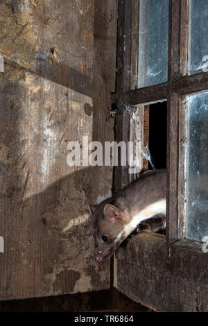 Steinmarder, Steinmarder, Weiße Breasted Marder (Martes foina), in das geöffnete Fenster stabil, Seitenansicht, Deutschland Stockfoto