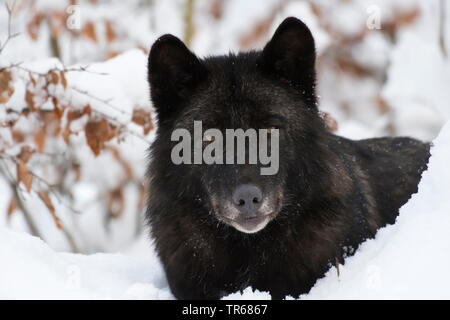 Timber Wolf (Canis lupus lycaon), Portrait im Schnee, Vorderansicht, Kanada Stockfoto