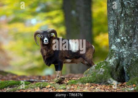 Mufflon (Ovis musimon, Ovis gmelini musimon, Ovis orientalis Musimon), stehen im Wald, Deutschland, Bayern Stockfoto