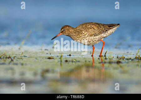 Gemeinsame Rotschenkel (Tringa totanus), auf der Suche nach Nahrung an der Nordsee, Deutschland, Niedersachsen Stockfoto