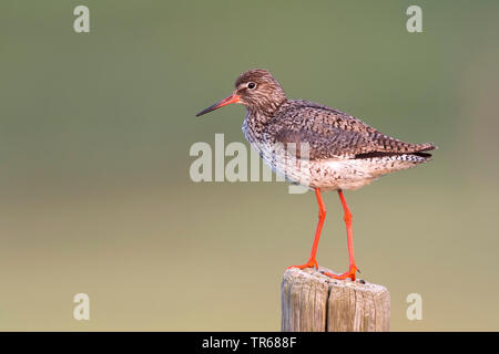 Gemeinsame Rotschenkel (Tringa totanus), stand auf einem hölzernen Pfosten, Deutschland, Niedersachsen Stockfoto