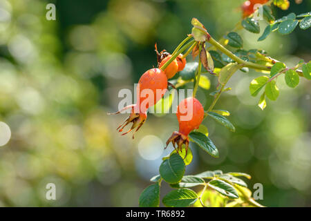 Moyes Rose (Rosa moyesii 'Geranium', Rosa moyesii Geranium), Früchte der Sorte Geranium Stockfoto