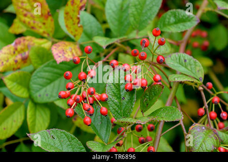 Japanische rose multiflora Rose Rambler Rose (Rosa multiflora, Rosa polyantha), Zweig mit Früchten, Deutschland, Berlin Stockfoto
