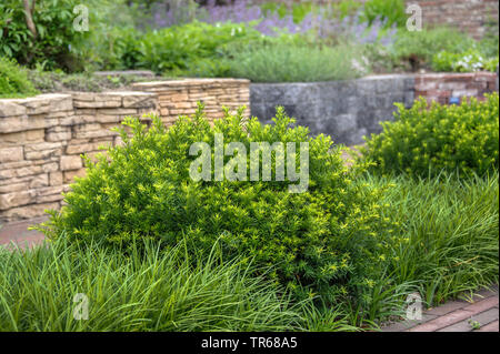 Japanische Eibe, pyramidal Eibe (Taxus cuspidata f Nana, Taxus cuspidata 'Nana', Taxus cuspidata Nana), Sorte Nana, Niederlande Stockfoto