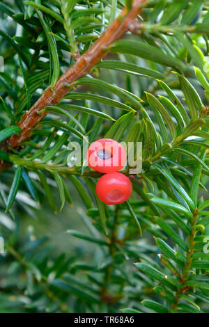 Japanische Eibe, pyramidal Eibe (Taxus cuspidata f Nana, Taxus cuspidata 'Nana', Taxus cuspidata Nana), Saatgut der Sorte Nana Stockfoto