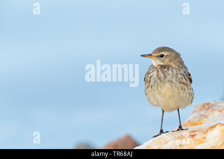 Wasser pitpit (Anthus spinoletta), auf einem Felsen, Israel Stockfoto