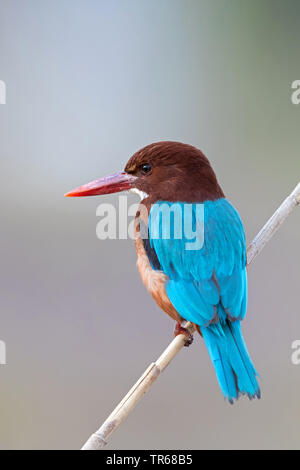 White-throated Kingfisher, White-breasted Kingfisher, Fluss Kingfisher (Halcyon smyrnensis), sitzend auf Reed, Israel Stockfoto