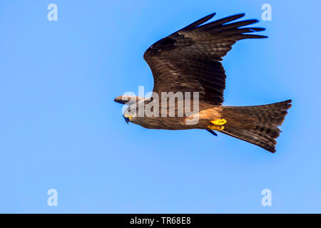 Schwarze Drachen, Yellow-billed Kite (MILVUS MIGRANS), im Flug in den Himmel, Deutschland, Mecklenburg-Vorpommern Stockfoto