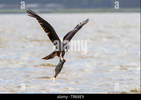 Schwarze Drachen, Yellow-billed Kite (MILVUS MIGRANS), Fliegen mit gefangen Big Fish über den See, Deutschland, Mecklenburg-Vorpommern, Malchiner Siehe Stockfoto