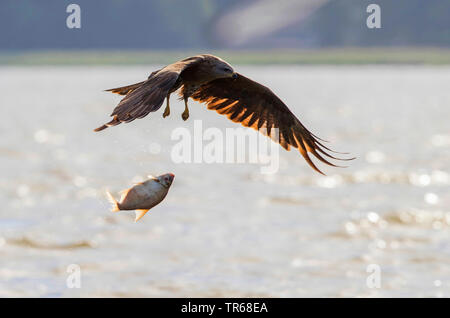 Schwarze Drachen, Yellow-billed Kite (MILVUS MIGRANS), im Flug über einen See und ließ eine schwere Fische, Deutschland, Mecklenburg-Vorpommern, Malchiner Siehe Stockfoto