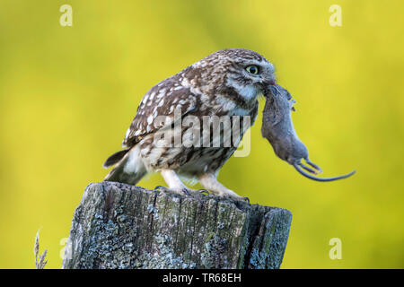 Steinkauz (Athene noctua), mit Gefangenen Maus auf einem hölzernen Pfosten, Deutschland, Schleswig-Holstein Stockfoto