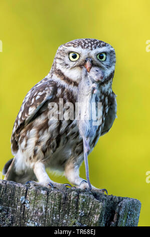 Steinkauz (Athene noctua), mit Gefangenen Maus auf einem hölzernen Pfosten, Deutschland, Schleswig-Holstein Stockfoto