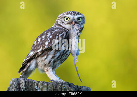Steinkauz (Athene noctua), mit Gefangenen Maus auf einem hölzernen Pfosten, Deutschland, Schleswig-Holstein Stockfoto