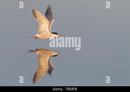 Flussseeschwalbe (Sterna hirundo), im Flug über Wasser, Seitenansicht, Griechenland, Lesbos Stockfoto