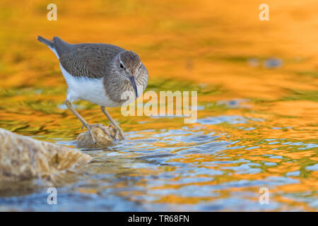 Flussuferläufer Actitis hypoleucos (Tringa, hypoleucos), im flachen Wasser auf einem Stein sitzend, Lesbos, Griechenland Stockfoto