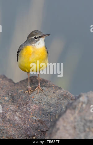 Gebirgsstelze (Motacilla cinerea), auf einem Felsen, Israel Stockfoto