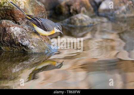 Gebirgsstelze (Motacilla cinerea), die von der Wasserseite, Israel Stockfoto