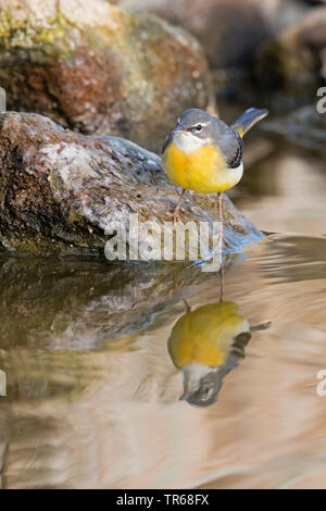 Gebirgsstelze (Motacilla cinerea), die von der Wasserseite, Israel Stockfoto